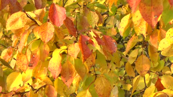 κίτρινο Φθινοπωρινά φύλλα, ταλαντεύονται από τον αέρα - Πλάνα, βίντεο