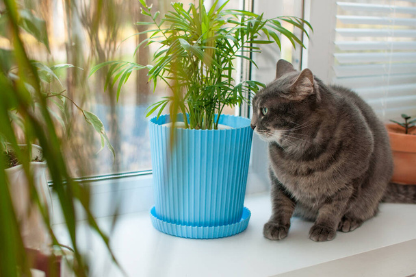 a grey cat is sitting on the windowsill next to a green potted plant, with a blurry background - Foto, afbeelding
