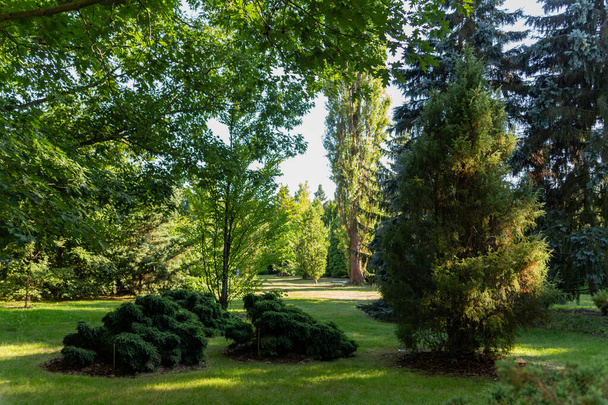 beautiful view of the park with different trees in summer - Photo, Image