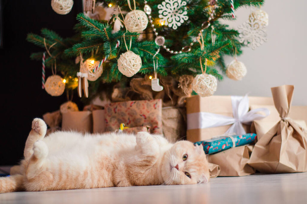 Shot of Funny kitten with a gift box on bokeh background of Christmas tree - Photo, Image