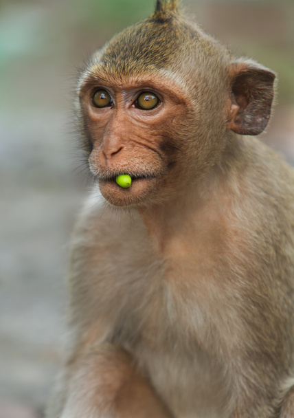 Macaque monkey - Photo, Image
