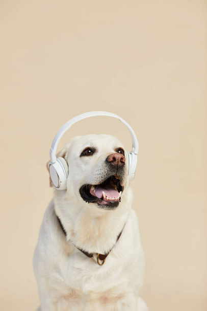Dog Wearing Headphones Minimal - Foto, imagen