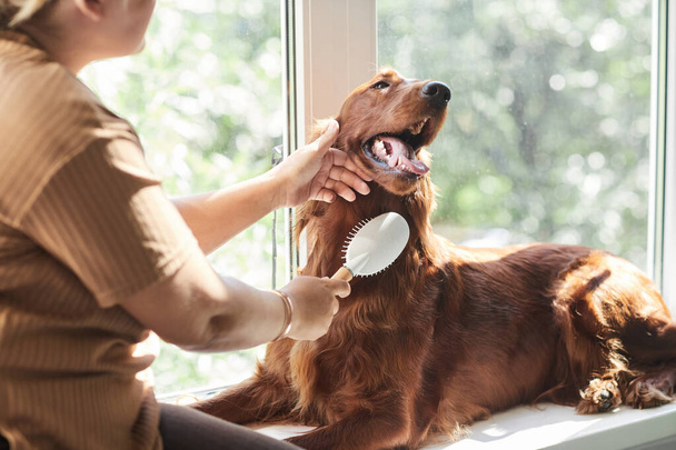vrouw borstelen hond in zonlicht - Foto, afbeelding