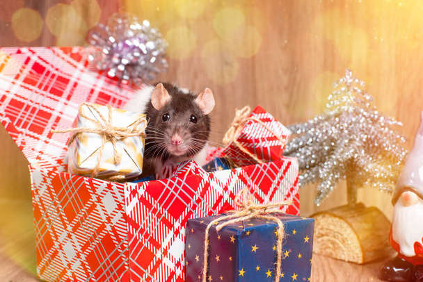 Koncepcja nowego roku, zabawki.Cute dekoracyjne szczur siedzi z prezentami. Prezenty noworoczne, wakacje, gratulacje. - Zdjęcie, obraz