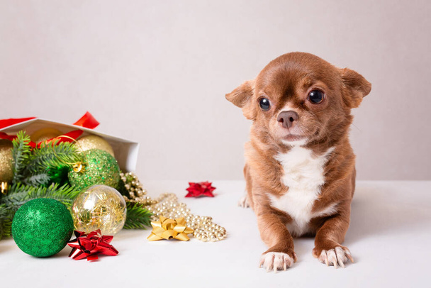 The chihuahua dog is ready for the Christmas sale. A small, cute pet on a New Years card - Photo, Image