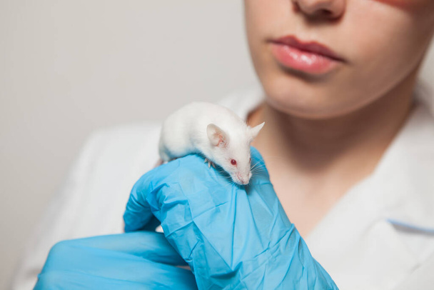 A small white mouse with red eyes in the hand of a scientist in a blue rubber glove. - Foto, Bild