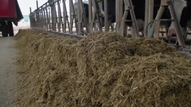 молочна ферма, комбінований корм з силосного сіна і зернових біля коров'ячої лави для годування худоби на худоби фермі в критому ангарі
 - Кадри, відео