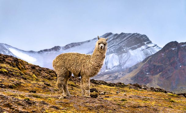 ペルーのVinicunca虹の山のAlpaca - 写真・画像