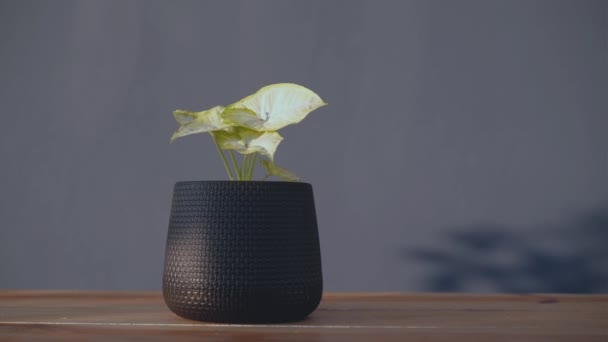 close-up witte Caladium plant in zwarte bloempot op houten tafel met grijze achtergrond en kopieerruimte, slider cameraopnamen - Video
