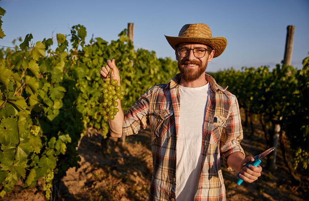 Cheerful farmer picking grape in vineyard - Фото, зображення