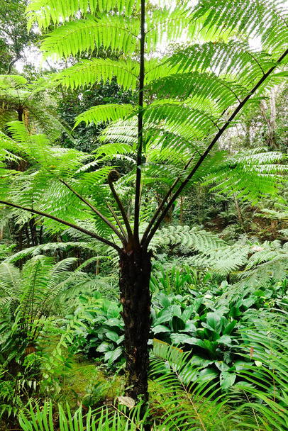 close up of fern leaves for background - Фото, зображення