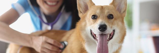 Glimlachende dierenarts controleert hartslag met stethoscoop close-up - Foto, afbeelding