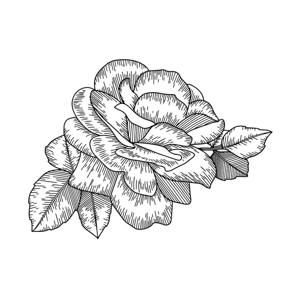 Rose flower outline vector. Hand drawn. - Vecteur, image
