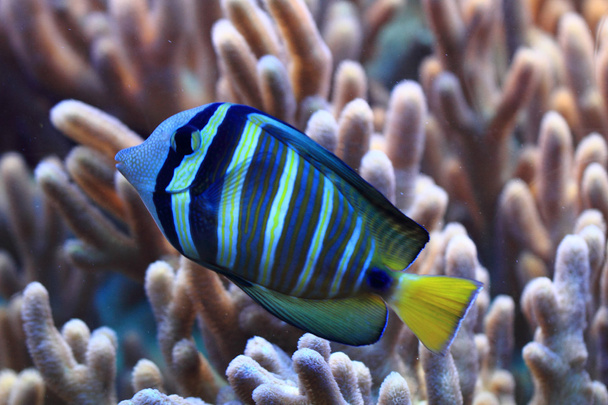 modré a žluté exotických ryb  - Fotografie, Obrázek