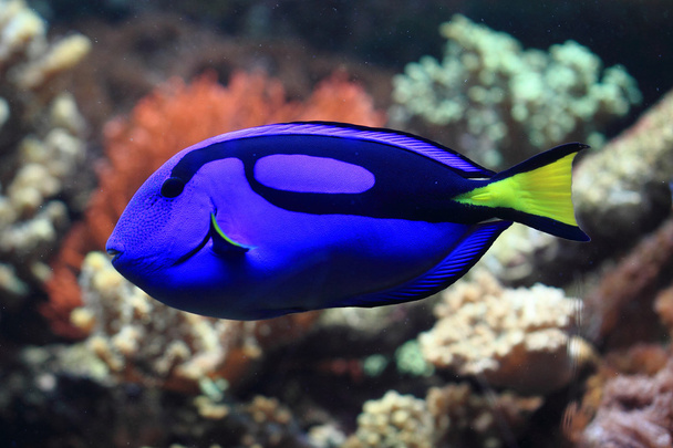blue and yellow exotic fish  - Photo, Image
