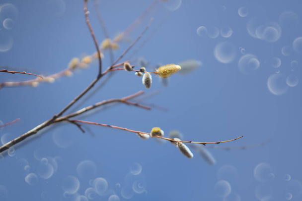 Ramas de sauce de primavera sobre un fondo de cielo azul. Hermosa escena de floración brotes esponjosos - Foto, imagen
