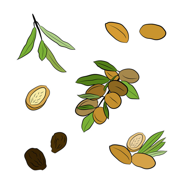 Sketch of branch argania  with fruits. Hand-drawn illustration. Branch of argan with nuts. Cosmetic and medical plant. Set of argania tree. - Vector, Image