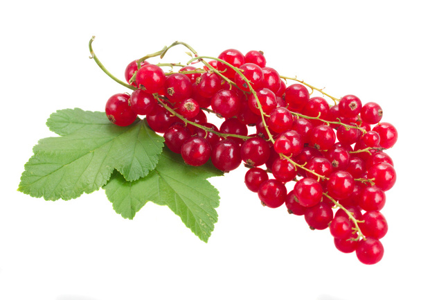 fresh red currant - Photo, Image