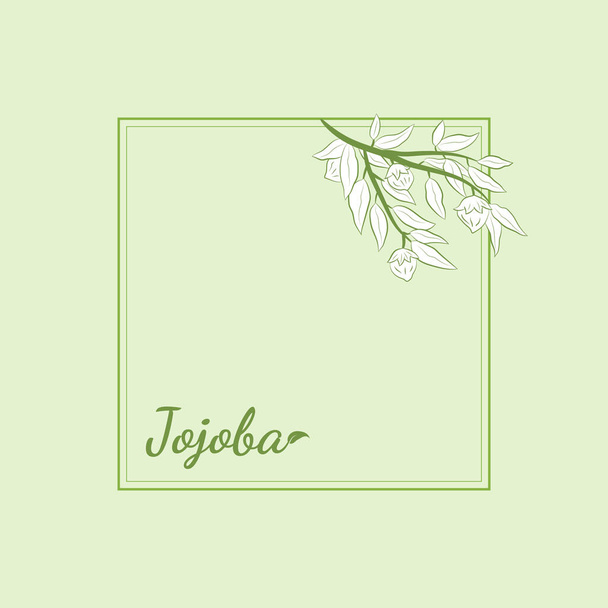 Set of hand drawn jojoba branches with fruits, flowers and leaves. Jojoba plant collection. Vector illustration botanical. Elements for menu, label, packing design. - Vetor, Imagem