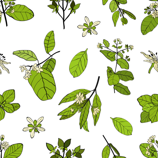 Seamless pattern with branches, leaves and flowers of boldo plant. Boldo peumus boldus, culinary, aromatic and medicinal plant. Set of branches, leaves and flowers of a boldo. Botanical illustration. Tropical plant. - Vettoriali, immagini