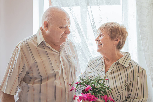 ηλικιωμένος ασπρομάλλης Καυκάσιος άντρας με μεγάλο σώμα και ηλικιωμένη γυναίκα ξανθά μαλλιά κοιτάζονται ερωτευμένοι στο δωμάτιο κοντά στο παράθυρο. Ανθοφόρο φυτό με άνθη ματζέντα δώρο για ηλικιωμένους κυρίους - Φωτογραφία, εικόνα