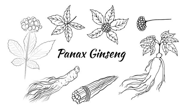 Drawing of leaves and root of ginseng. Ginseng root and berry vector drawing. A sketch of a medicinal plant. Linear graphic design.  - Вектор,изображение