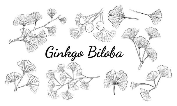 Set of hand drawn leaves ginkgo biloba. Collection ginkgo biloba isolated leaves on a branch berry. Set of medical, botanical plant. Vector sketch hand drawn. - Wektor, obraz