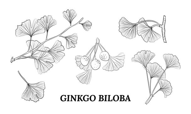 Set of hand drawn leaves ginkgo biloba. Collection ginkgo biloba isolated leaves on a branch berry. Set of medical, botanical plant. Vector sketch hand drawn. - Вектор, зображення