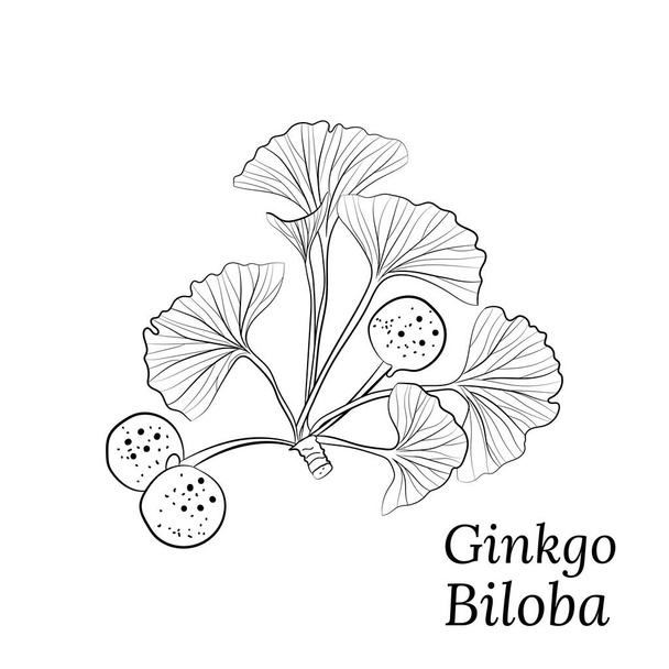 Set of hand drawn leaves ginkgo biloba. Collection ginkgo biloba isolated leaves on a branch berry. Set of medical,botanical plant. Vector sketch hand drawn. - Вектор,изображение