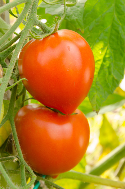 Tomatoes on a branch - Foto, Imagen