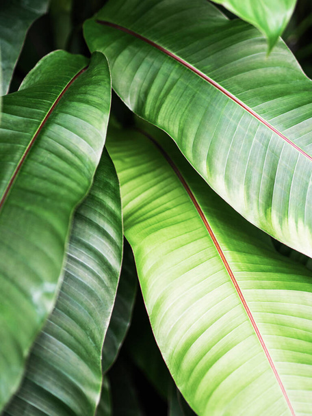 Tropical green leaves beautiful pattern of houseplant. Natural leaves background - Valokuva, kuva