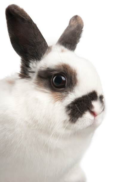 Rabbit - Foto, Imagem