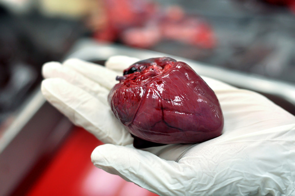Órgão de coração de wallaby
 - Foto, Imagem