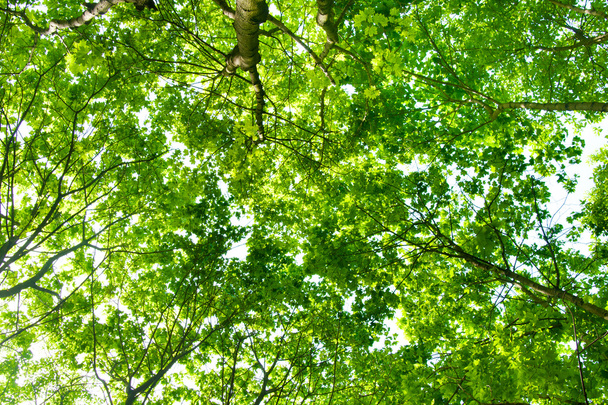 Green leaves - Фото, изображение