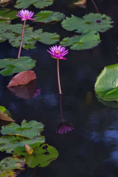 Pink lotus flower blooming in the pond - Фото, зображення