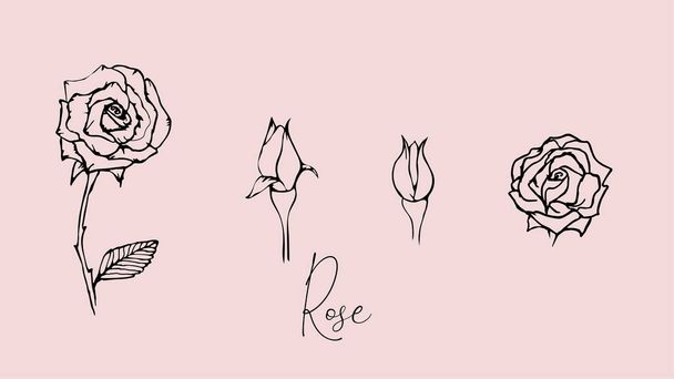Set di fiori di rosa disegnati a mano e foglie. Illustrazione vettoriale isolata per motivi, cartoline e altro. - Vettoriali, immagini