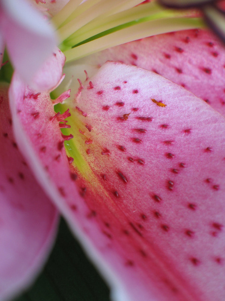 ροζ κρινάκια - Φωτογραφία, εικόνα