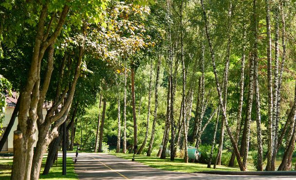 Alley of green trees in the park. - Foto, imagen