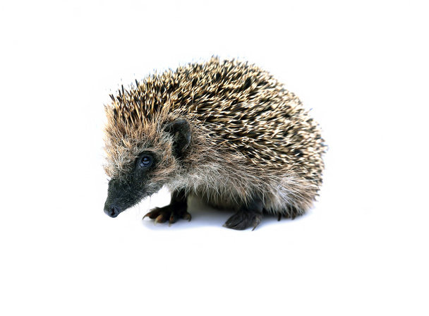 Forest hedgehog sitting isolated - Photo, Image