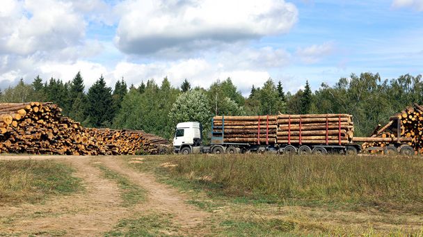 заготівля деревини журнали в лісі в Росії - Фото, зображення