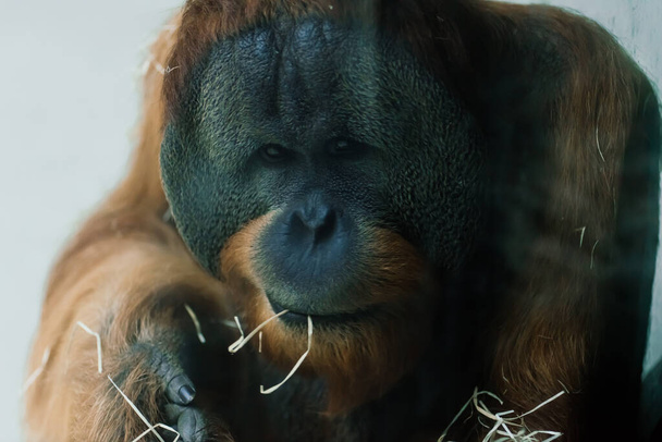 Bornean alter großer Orang-Utan, Pongo pygmaeus, Detail Kopfmännchen Foto - Foto, Bild