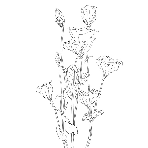 Floral design element and hand-drawn illustration - Zdjęcie, obraz