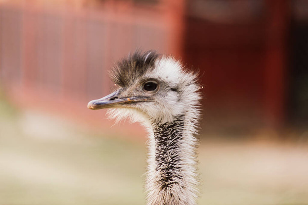 Ostrich fej bezárva, őszi időjárás park a szabadban - Fotó, kép