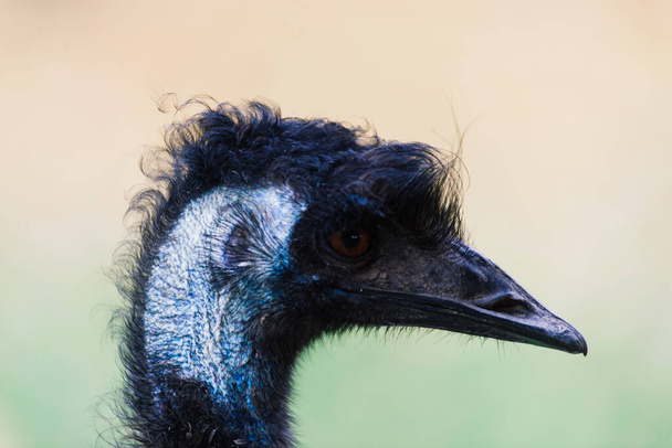 Ostrich head close up, an autumn weather park outdoors - Фото, изображение