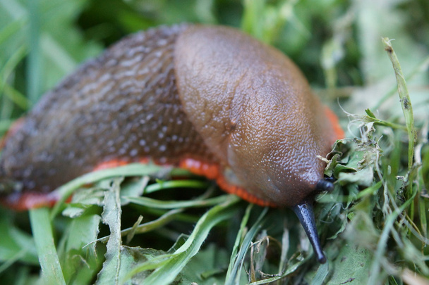 Red Slug - Arion rufus - Photo, Image