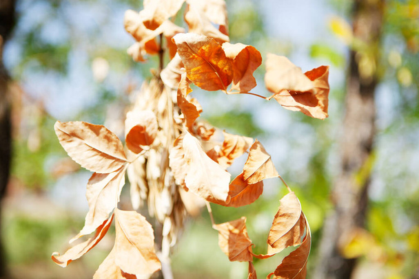 withered leaf on a tree branch - 写真・画像