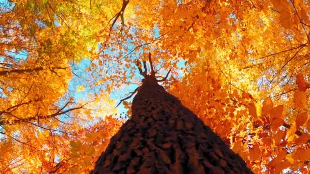 As árvores superiores para baixo com folhas coloridas durante o outono - Filmagem, Vídeo