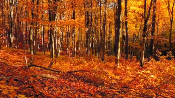 Beau paysage forestier avec des feuilles colorées pendant l'automne - Séquence, vidéo