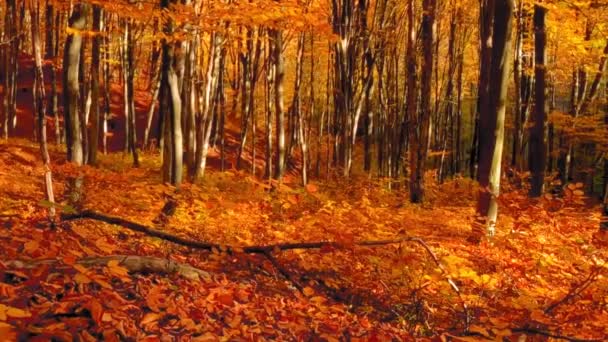 Bela paisagem florestal com folhas coloridas durante o outono - Filmagem, Vídeo