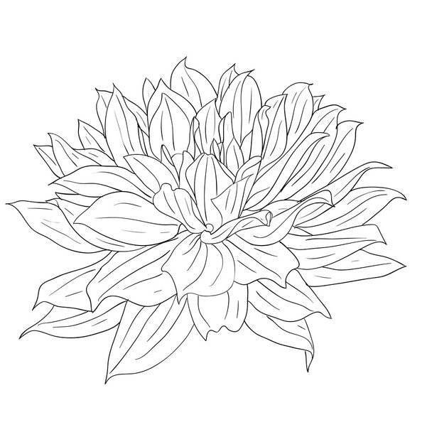 Floral design element and hand-drawn illustration - Foto, imagen